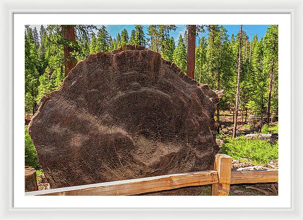 Giant Sequoia Tree Trunk Display - Framed Print