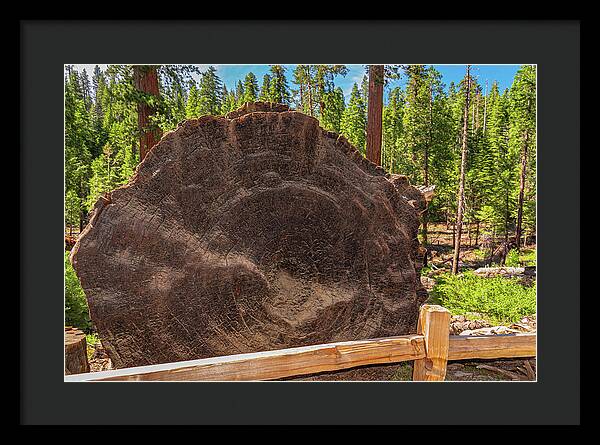 Giant Sequoia Tree Trunk Display - Framed Print
