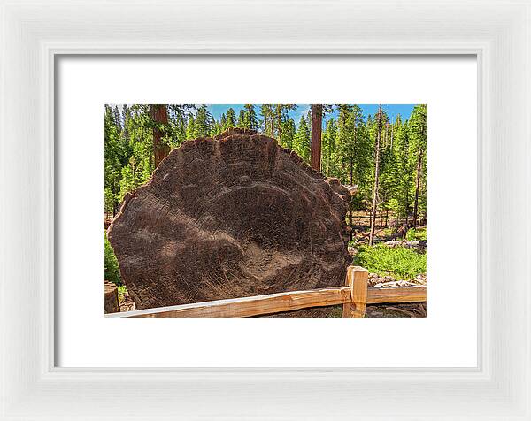 Giant Sequoia Tree Trunk Display - Framed Print