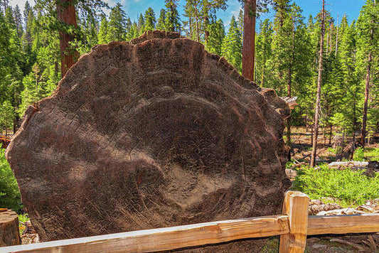 Giant Sequoia Tree Trunk Display - Art Print