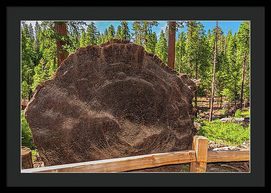 Giant Sequoia Tree Trunk Display - Framed Print
