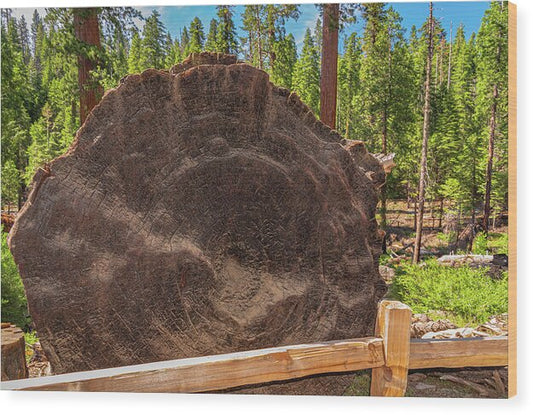 Giant Sequoia Tree Trunk Display - Wood Print