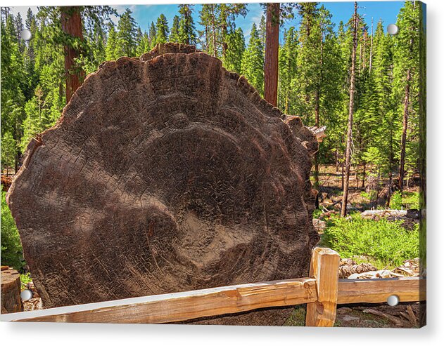 Giant Sequoia Tree Trunk Display - Acrylic Print