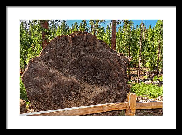 Giant Sequoia Tree Trunk Display - Framed Print