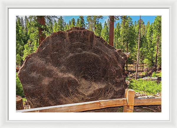 Giant Sequoia Tree Trunk Display - Framed Print