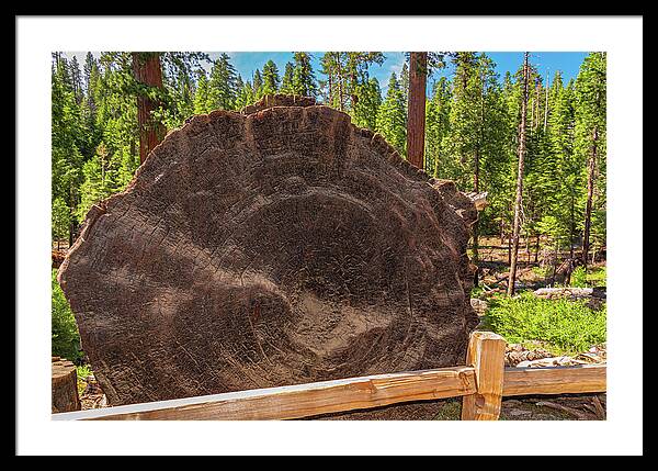 Giant Sequoia Tree Trunk Display - Framed Print