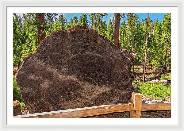 Giant Sequoia Tree Trunk Display - Framed Print