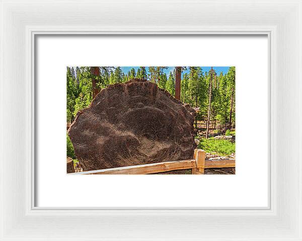 Giant Sequoia Tree Trunk Display - Framed Print