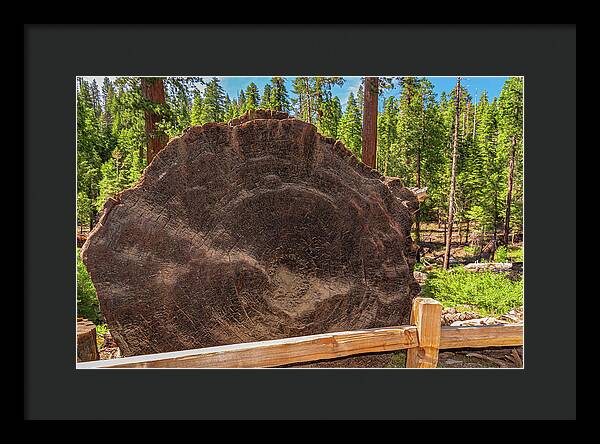 Giant Sequoia Tree Trunk Display - Framed Print