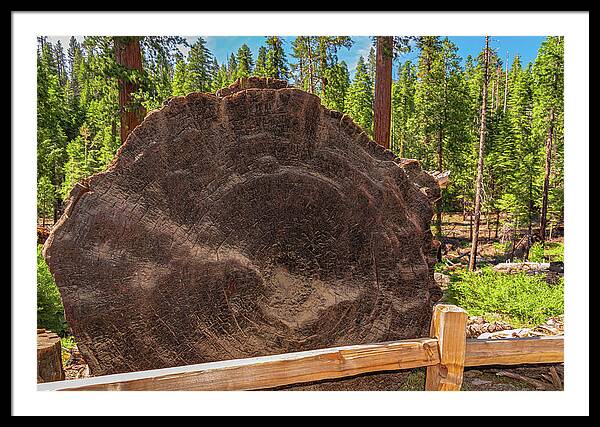Giant Sequoia Tree Trunk Display - Framed Print