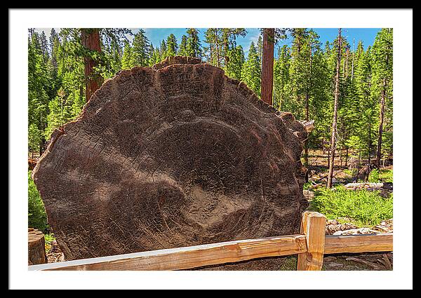 Giant Sequoia Tree Trunk Display - Framed Print