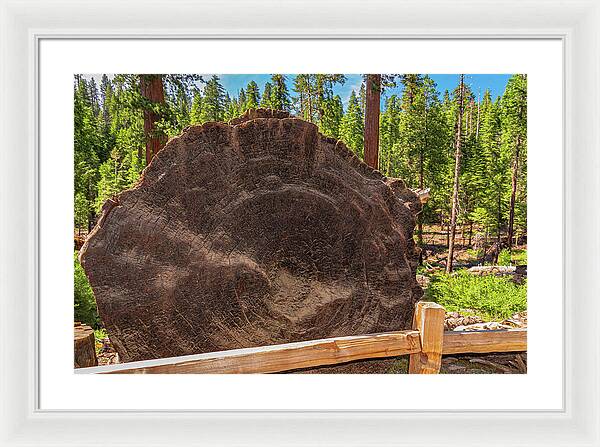 Giant Sequoia Tree Trunk Display - Framed Print