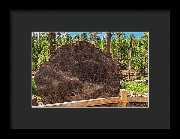 Giant Sequoia Tree Trunk Display - Framed Print