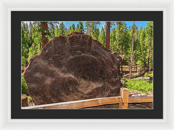 Giant Sequoia Tree Trunk Display - Framed Print
