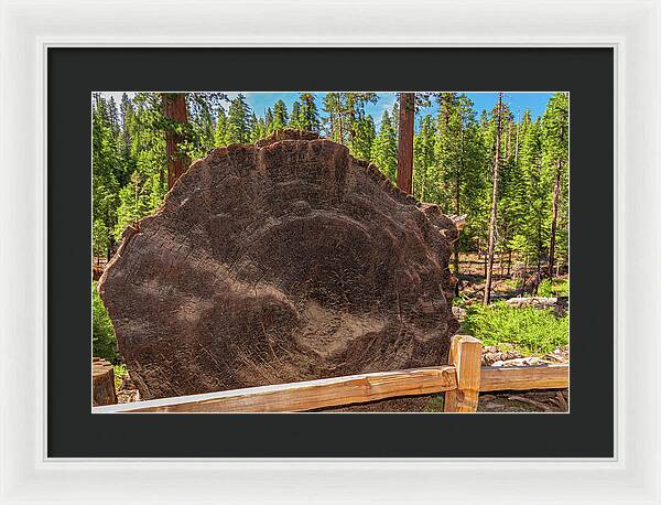 Giant Sequoia Tree Trunk Display - Framed Print