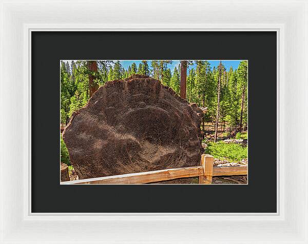 Giant Sequoia Tree Trunk Display - Framed Print