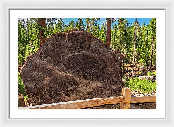 Giant Sequoia Tree Trunk Display - Framed Print