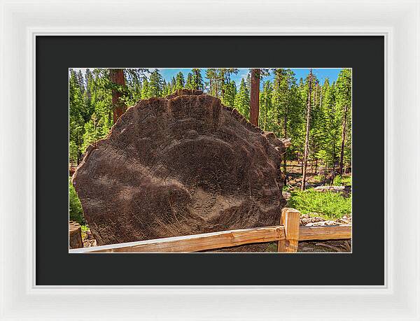 Giant Sequoia Tree Trunk Display - Framed Print