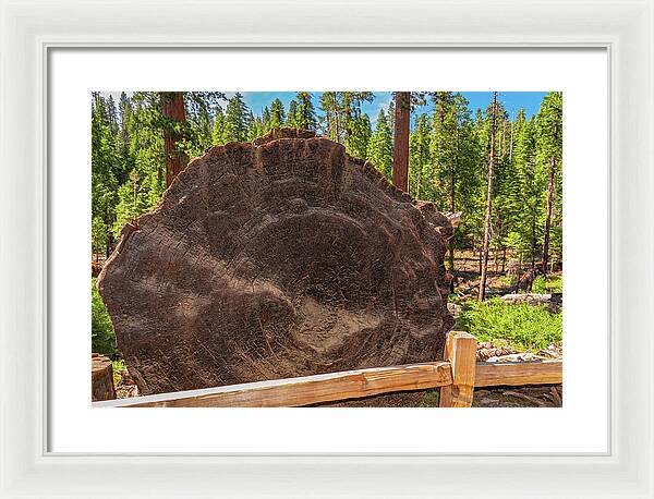 Giant Sequoia Tree Trunk Display - Framed Print