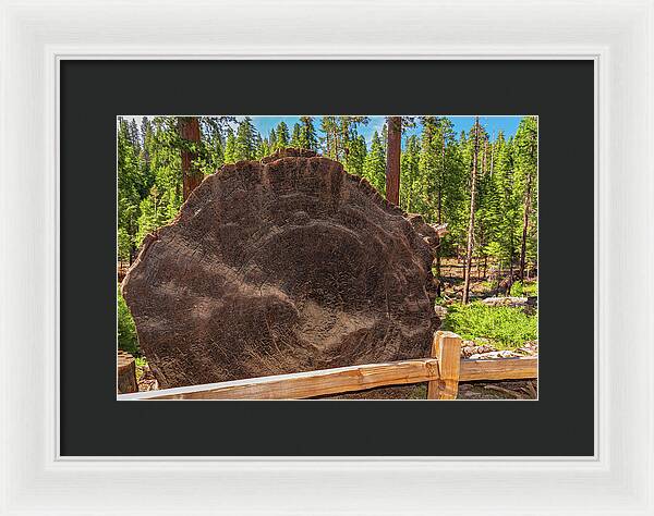 Giant Sequoia Tree Trunk Display - Framed Print