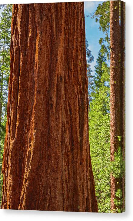 Giant Sequoia Tree Trunk - Canvas Print