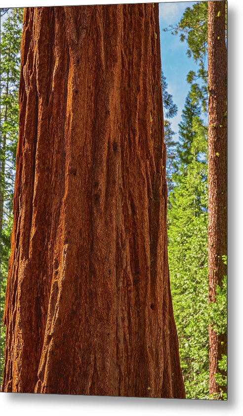 Giant Sequoia Tree Trunk - Metal Print