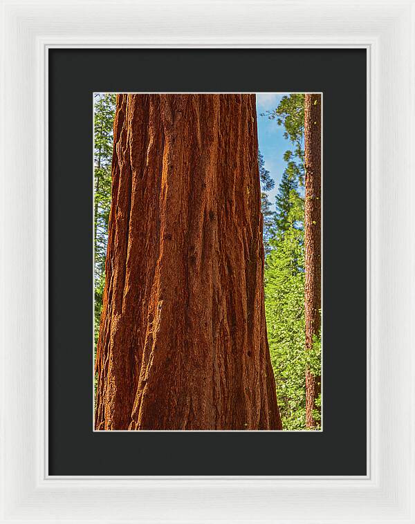 Giant Sequoia Tree Trunk - Framed Print