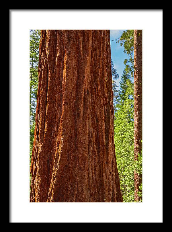 Giant Sequoia Tree Trunk - Framed Print