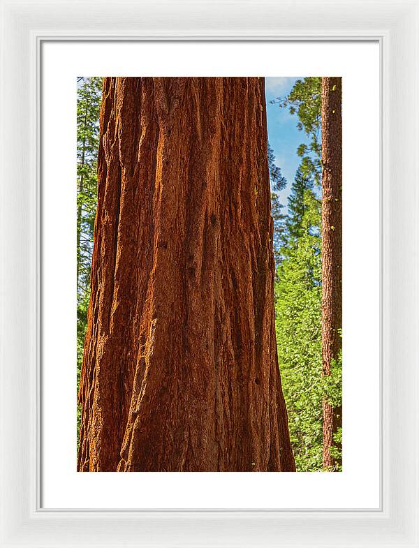 Giant Sequoia Tree Trunk - Framed Print