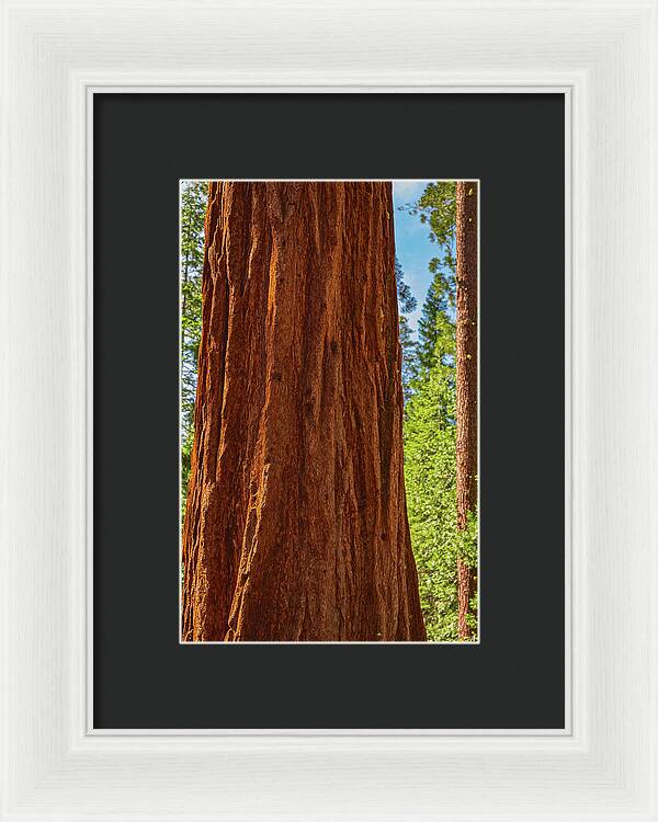 Giant Sequoia Tree Trunk - Framed Print