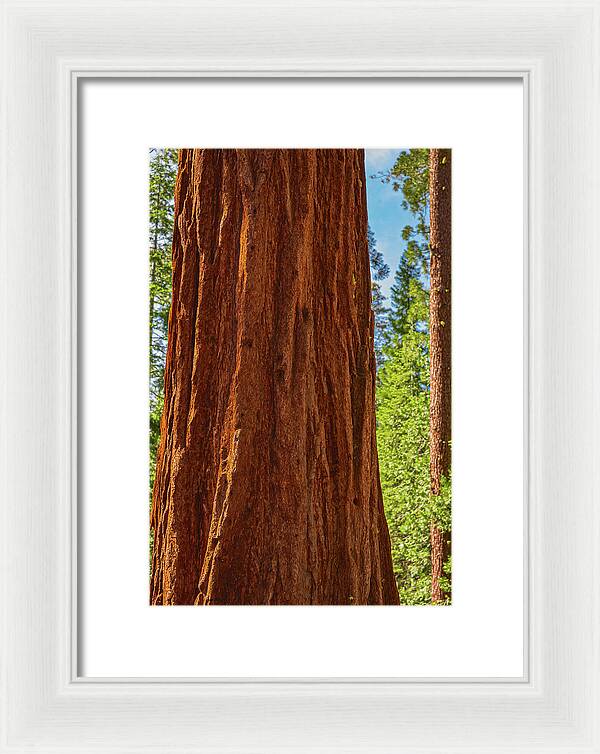 Giant Sequoia Tree Trunk - Framed Print