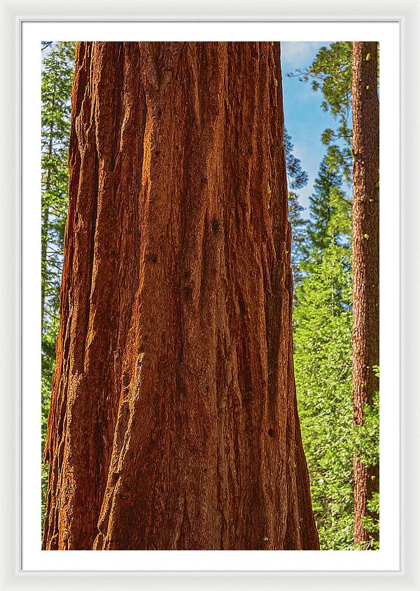 Giant Sequoia Tree Trunk - Framed Print