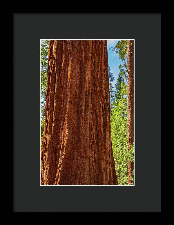 Giant Sequoia Tree Trunk - Framed Print