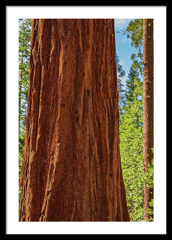 Giant Sequoia Tree Trunk - Framed Print
