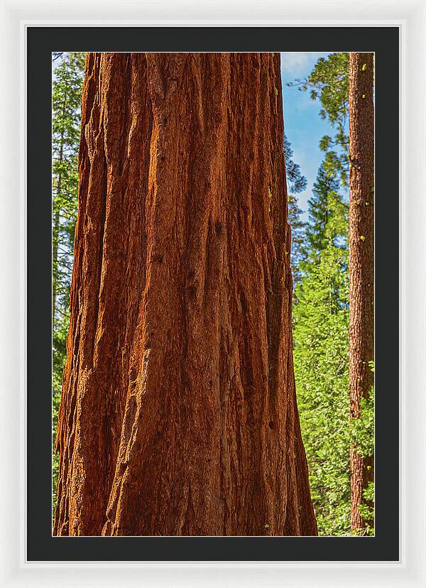 Giant Sequoia Tree Trunk - Framed Print