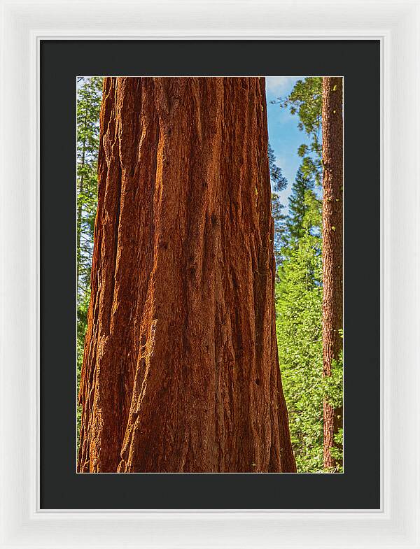 Giant Sequoia Tree Trunk - Framed Print