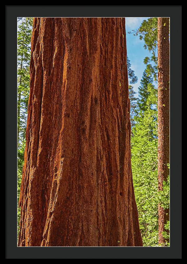 Giant Sequoia Tree Trunk - Framed Print