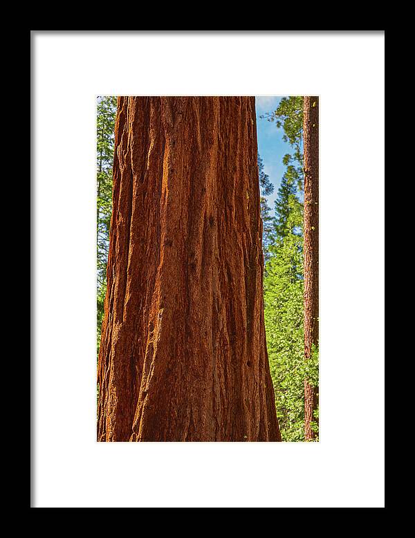 Giant Sequoia Tree Trunk - Framed Print