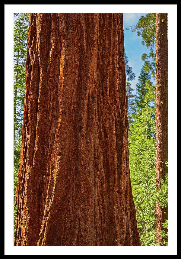Giant Sequoia Tree Trunk - Framed Print