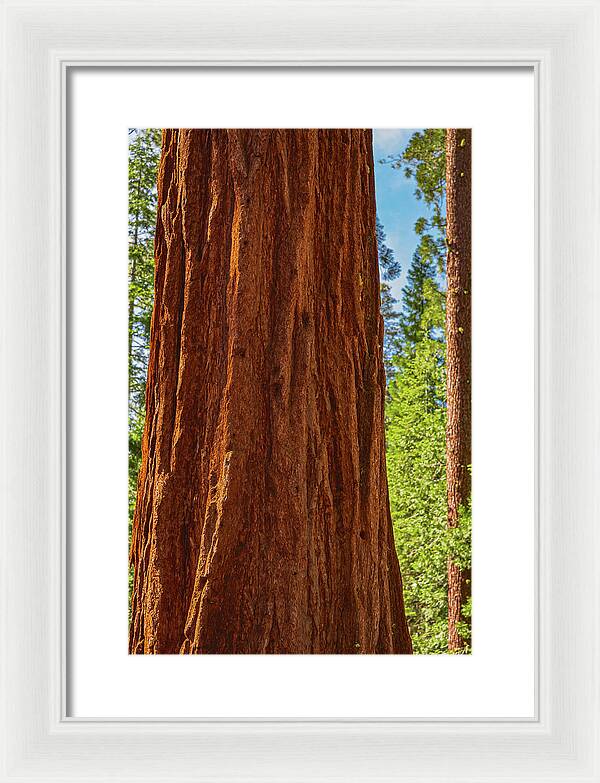 Giant Sequoia Tree Trunk - Framed Print