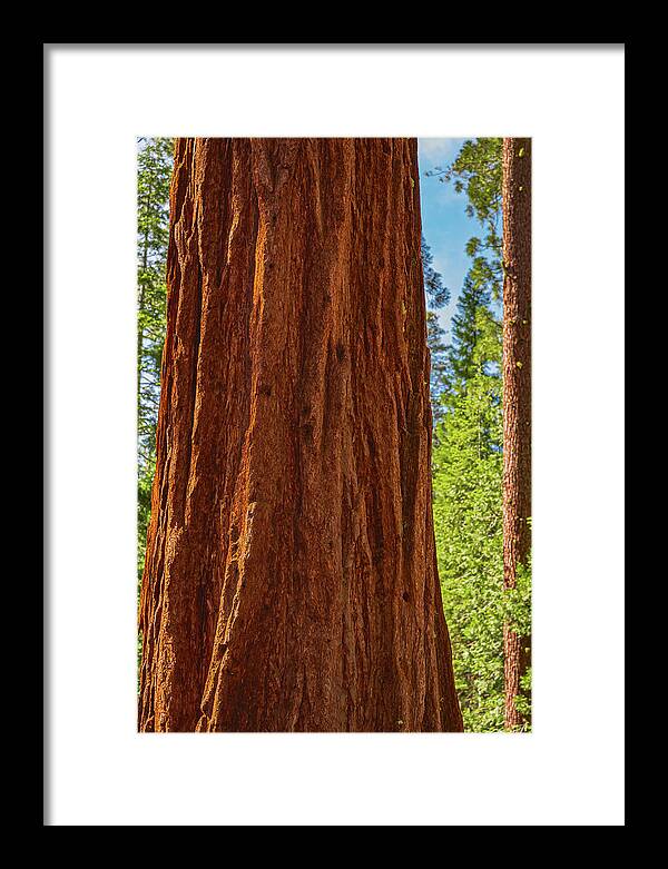 Giant Sequoia Tree Trunk - Framed Print