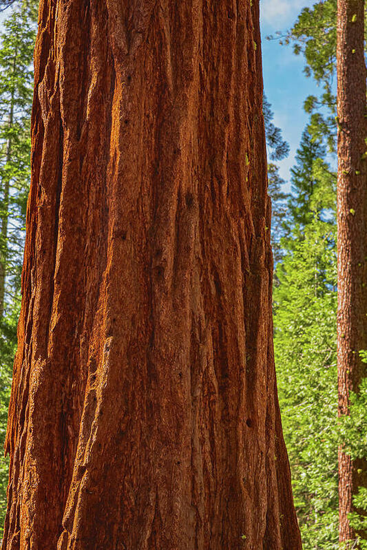 Giant Sequoia Tree Trunk - Art Print