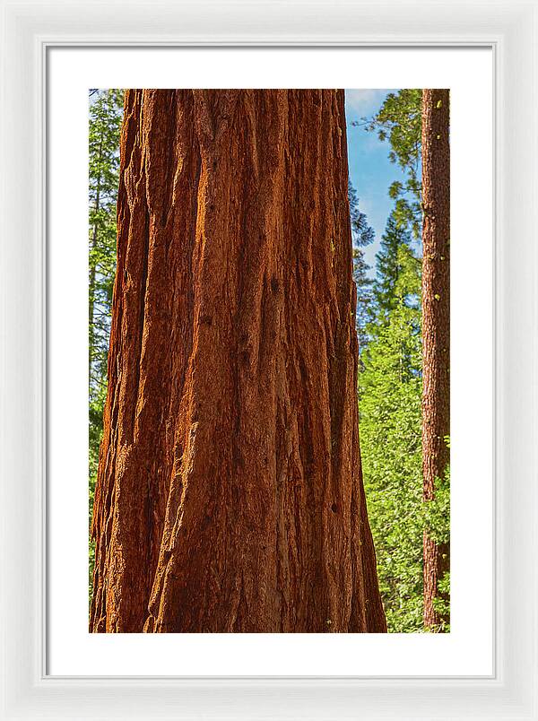 Giant Sequoia Tree Trunk - Framed Print