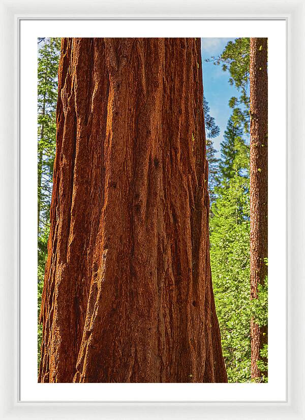 Giant Sequoia Tree Trunk - Framed Print