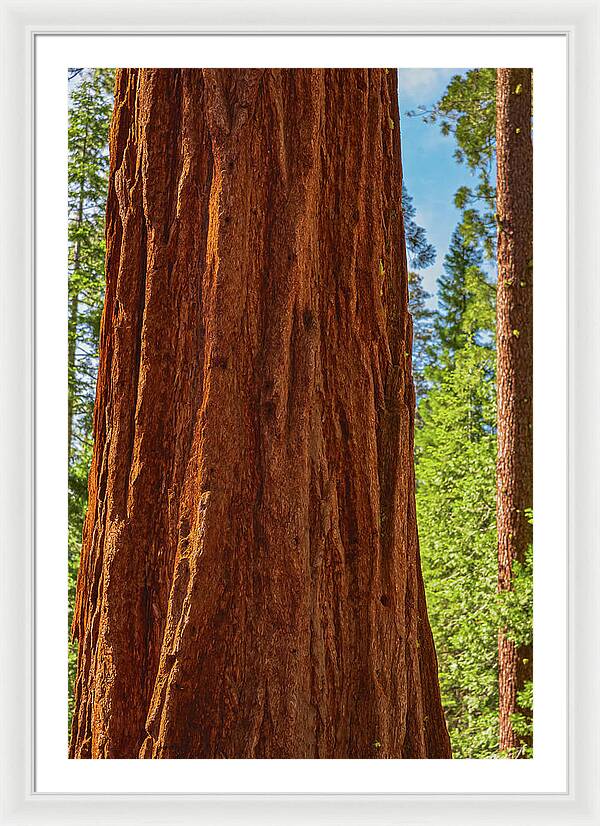 Giant Sequoia Tree Trunk - Framed Print