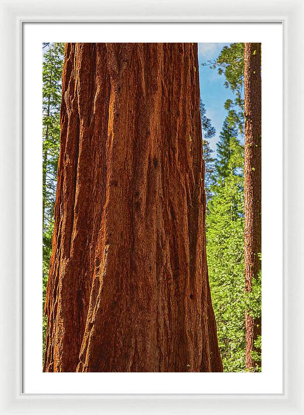 Giant Sequoia Tree Trunk - Framed Print