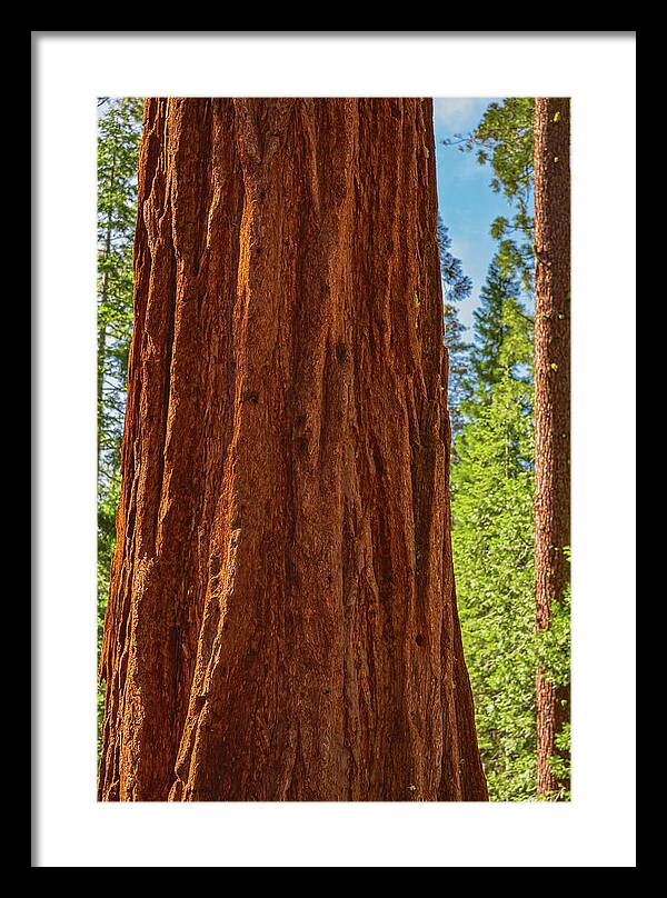 Giant Sequoia Tree Trunk - Framed Print