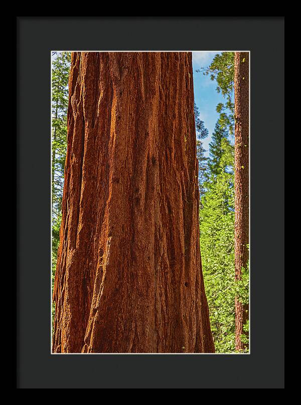 Giant Sequoia Tree Trunk - Framed Print