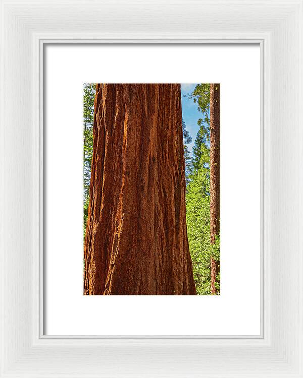Giant Sequoia Tree Trunk - Framed Print