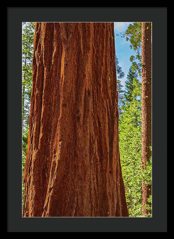 Giant Sequoia Tree Trunk - Framed Print